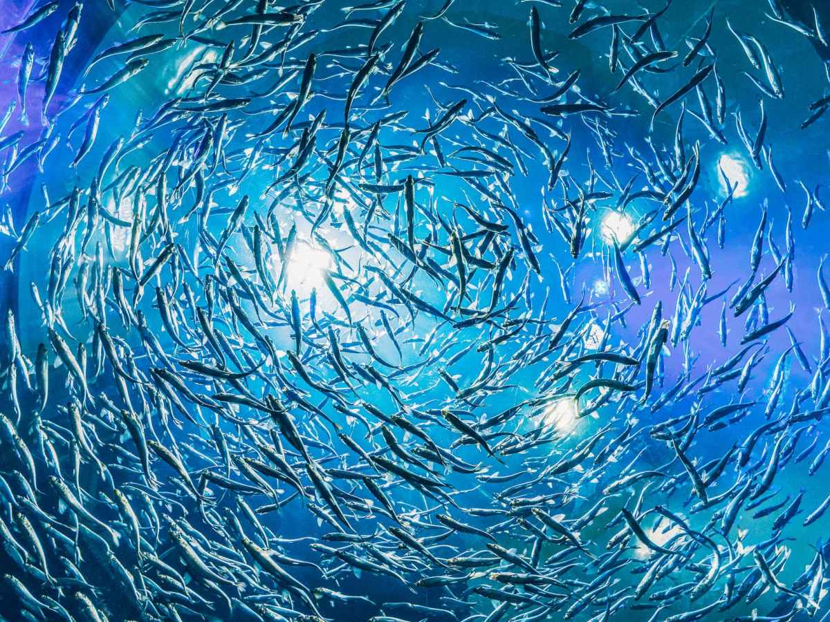 Petrus wird ein Freund von&nbsp;Jesus