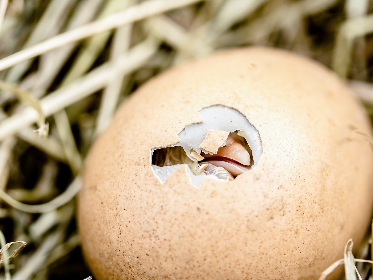 Wie aus dem Ei das Osterei&nbsp;wurde