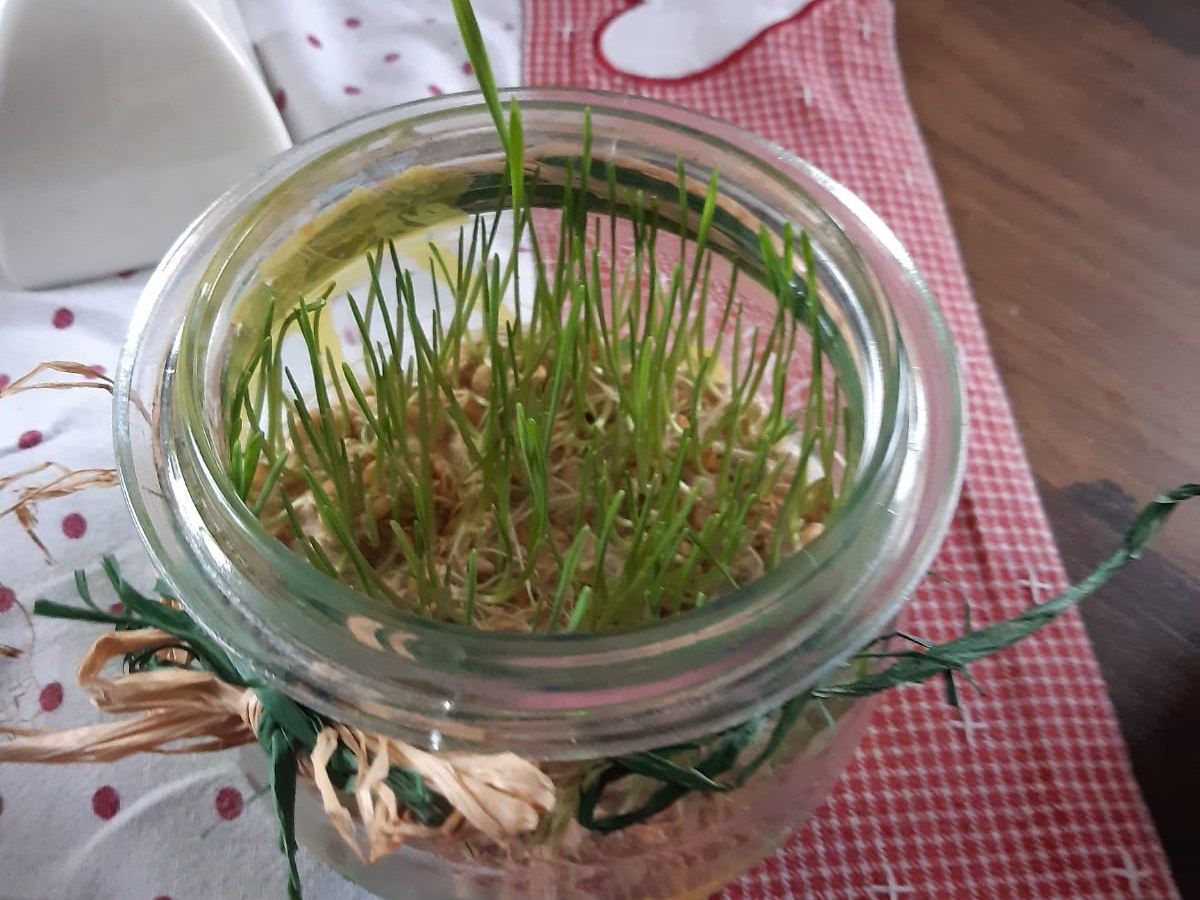 Kreativ: das Weizenkorn im&nbsp;Glas