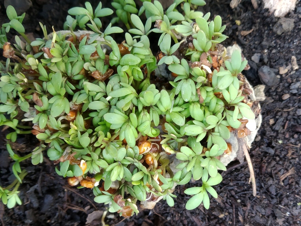 Kreativ: Samenherzen und&nbsp;Saatblumen