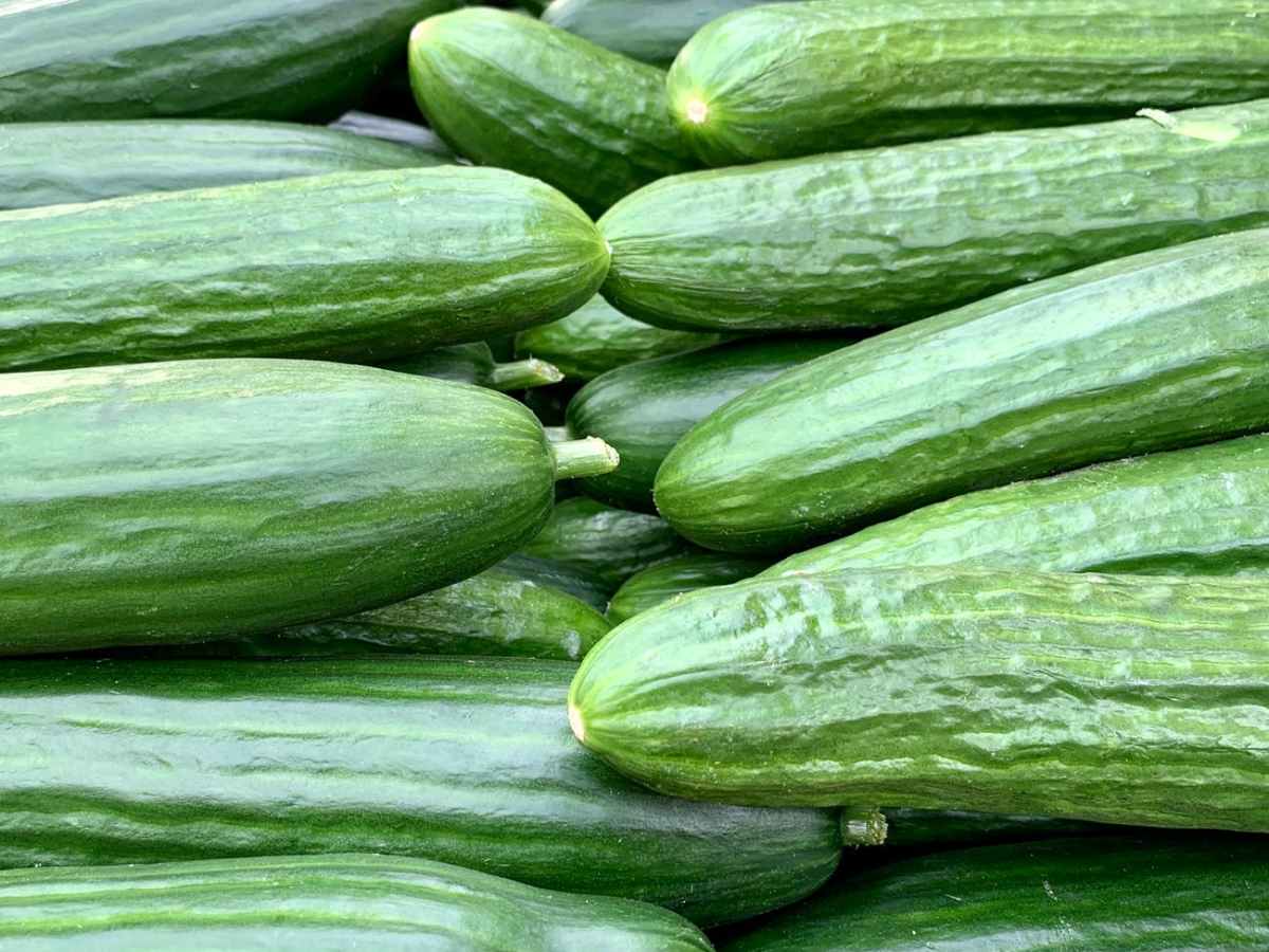 Gurken – Rezepte