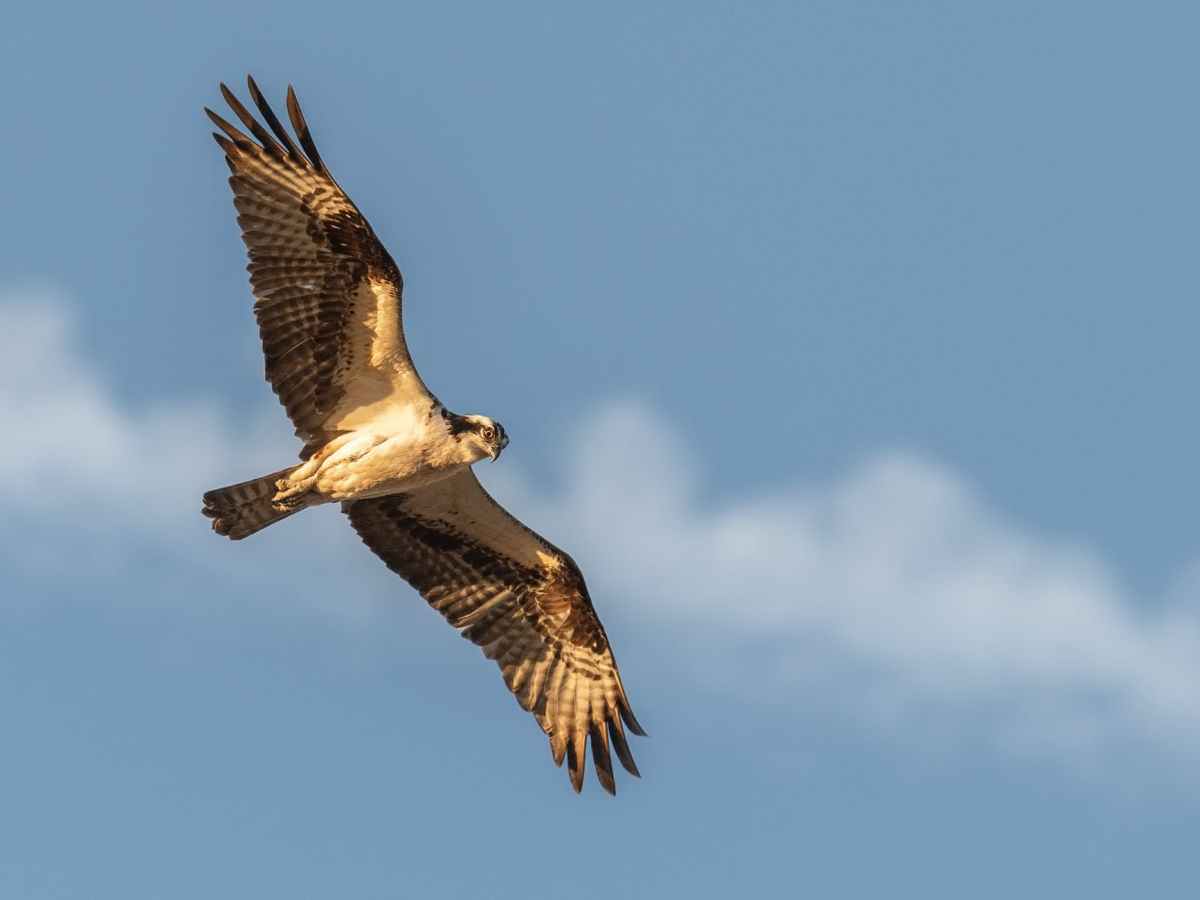 Auf Adlerflügeln…