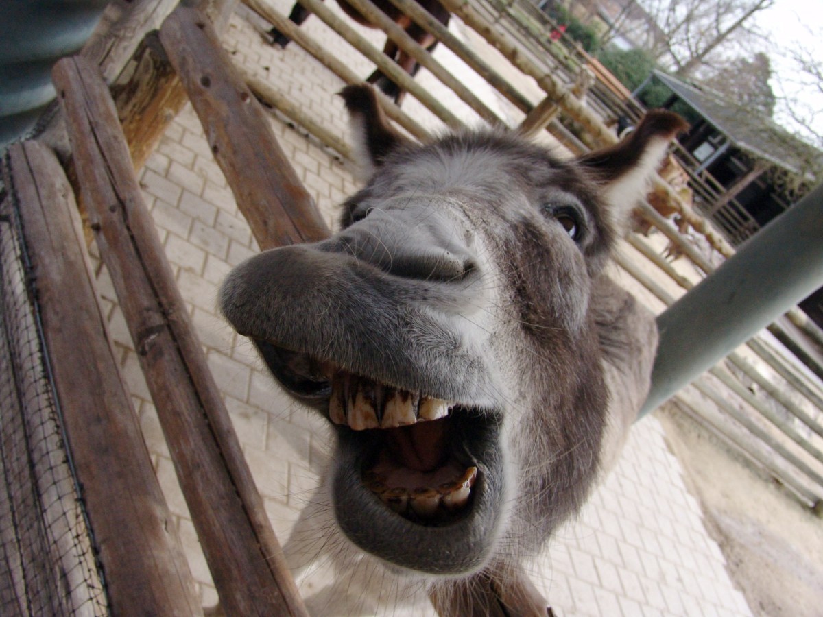 „Du dummer Esel!“&nbsp;?